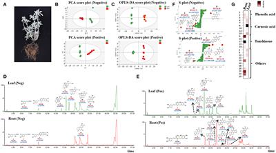 Identification of Abietane-Type Diterpenoids and Phenolic Acids Biosynthesis Genes in Salvia apiana Jepson Through Full-Length Transcriptomic and Metabolomic Profiling